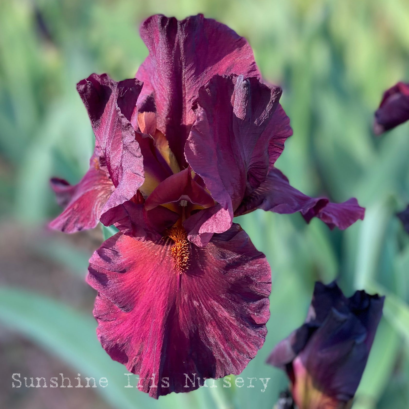 SATURDAY NIGHT LIVE | Iris Flowers | Iris Bulbs – Sunshine Iris Nursery