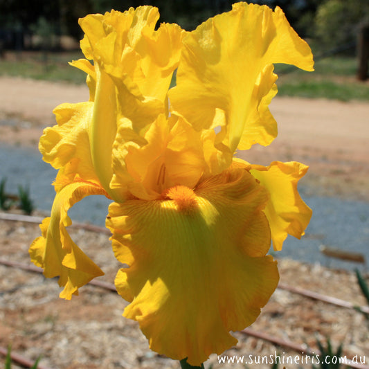 Solano - Tall Bearded Iris