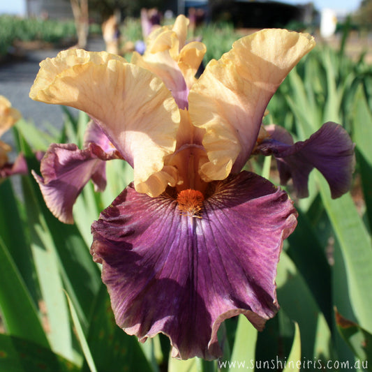 Super Dancer - Tall Bearded Iris