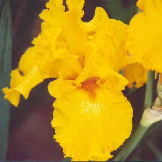 Throb - Tall Bearded Iris