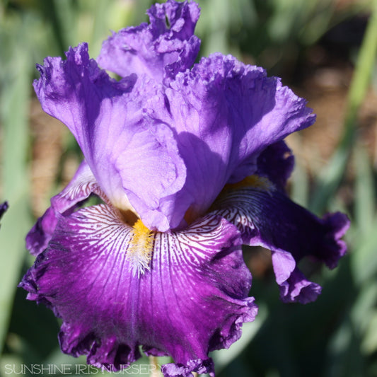 Top Spin - Tall Bearded Iris