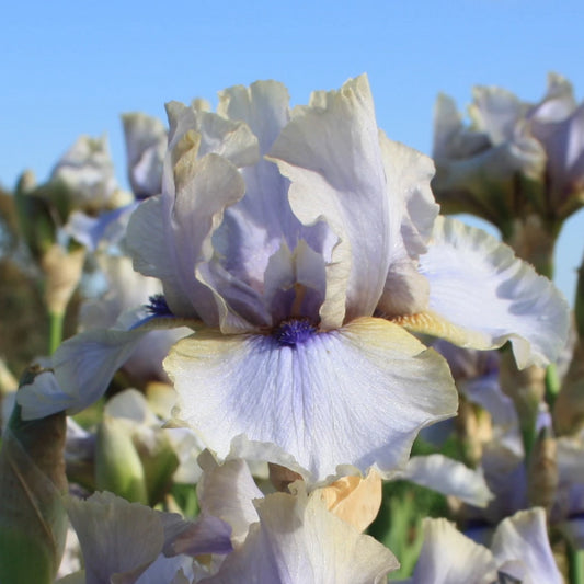 Traitor - Tall Bearded Iris