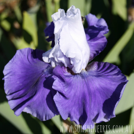 Triple Delight - Tall Bearded Iris