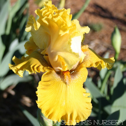 Tuscan Villa - Tall Bearded Iris