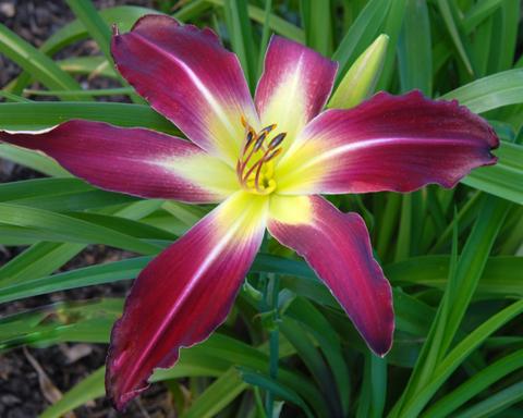 Velvet Web - Large Daylily