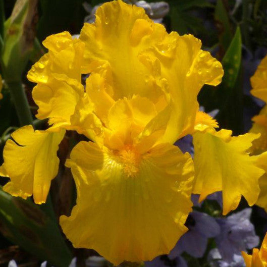 Vibrant - Tall Bearded Iris