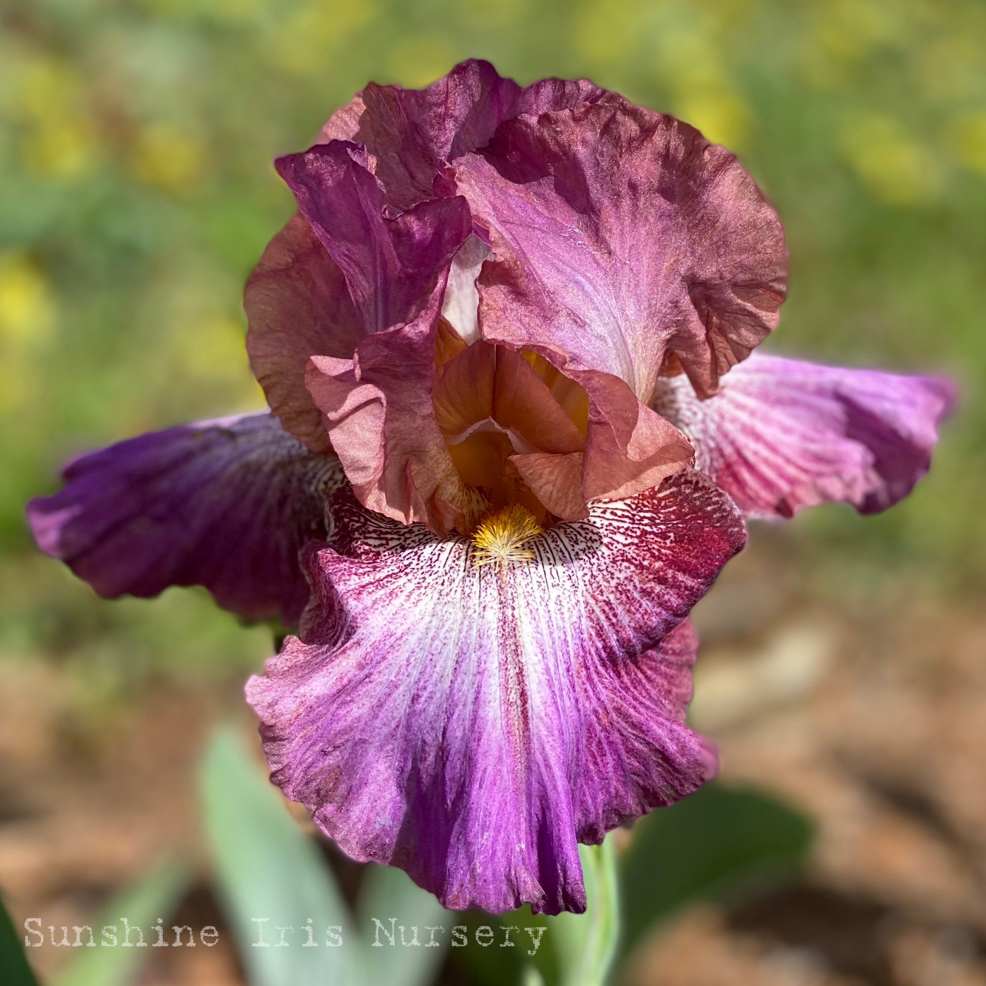 vibrations-iris-flowers-iris-bulbs-sunshine-iris-nursery