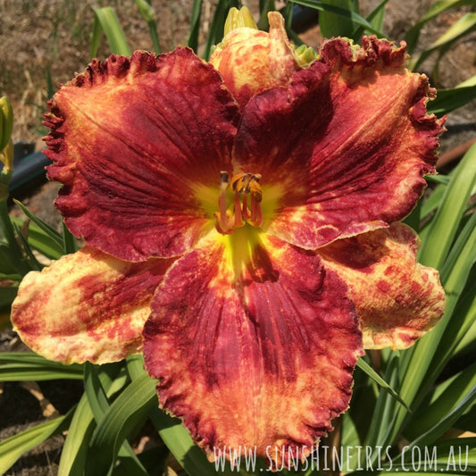 Walter Kennedy - Large Daylily