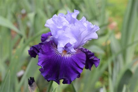 Dashing Squire - Tall Bearded Iris